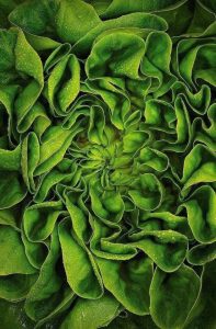 Europe disparition petits agriculteurs